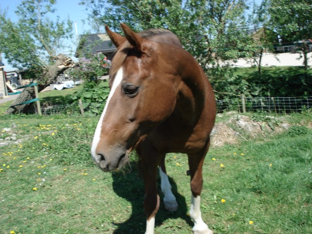Afbeelding