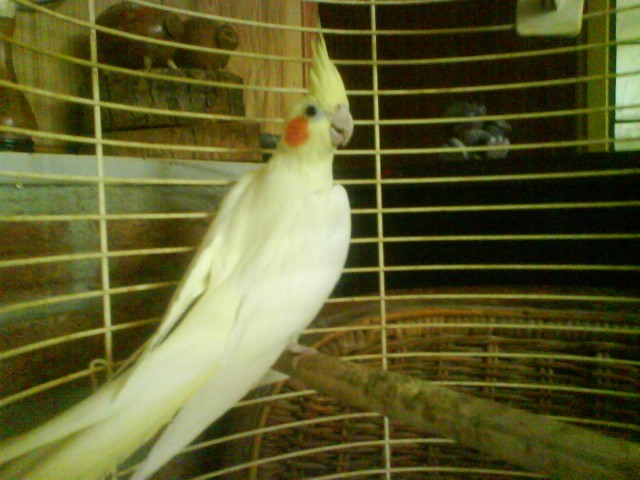 Afbeelding