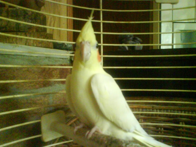 Afbeelding