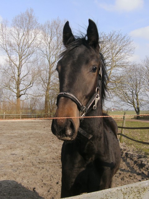 Afbeelding