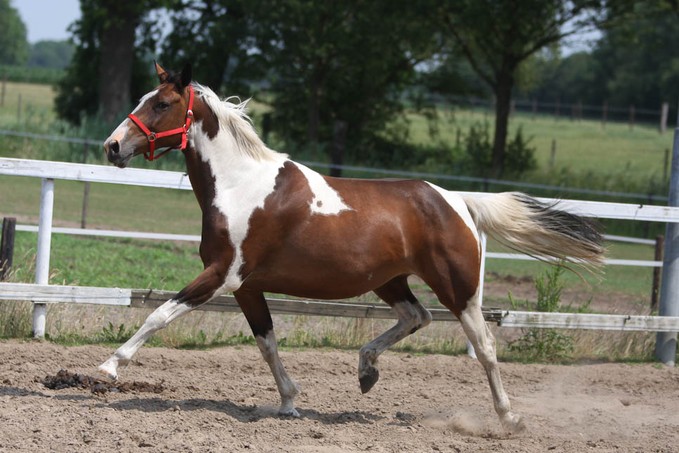 Afbeelding