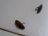 cucaracha's