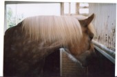 Amigo in de stal op Manege Magrette