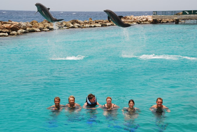 Omringd Automatisch Omringd Dolfijnen zwemmen Curacao · albumelement