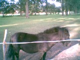 Blacky mijn lieve pony!