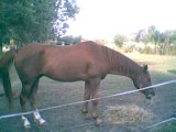 Gentleman mijn aller aller liefste paard ! (L)
