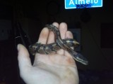 mijn slang op mn hand :D mooi he :D
