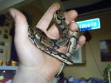 mn konings python (Python Regius) ze heet Bevje :P haha