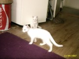 me lieve katjes 15 weken oud.snowy en tommie