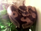 mijn eigen konings python :D nu 5 maandjes oud