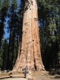 Kleine Mike en de grootste boom ter wereld in Sequoia National P