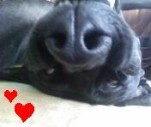 me lieve gekke hondJE (;)) doggie