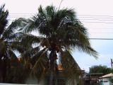de tropische palmbomen
