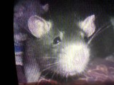 Is ook een Rat :ROFLOL: (Y)