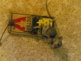 The mouse is dead.... jeahhh