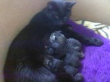 Daisy is mama geworden van 5 kittens 15-4