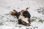 Onze Hond sammy aan het spelen in de sneeuw
