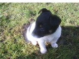 Roxy, als puppie  liefig:)