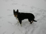 Noah in de sneeuw :)