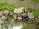 Otters