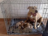 mamma akira met pups 12 pups precies