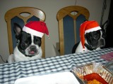 Sushi en Spikey aan de brunch met kerst:P(L)