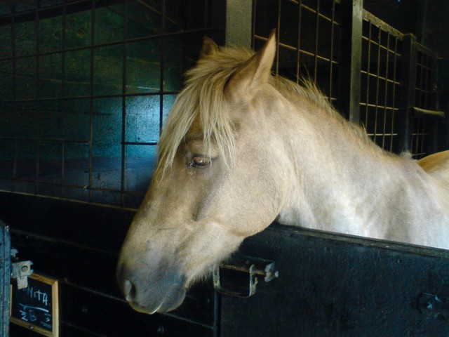 Summer me liefen lings pony:p