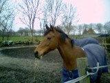 Mijn paardje!!!! (L)