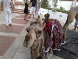 de beruchte kameel