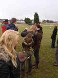 europese buizerd