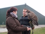 mijn mannetje met de europese buizerd