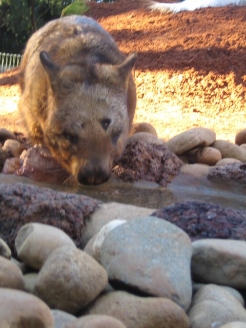 wombat!! echt een liefje