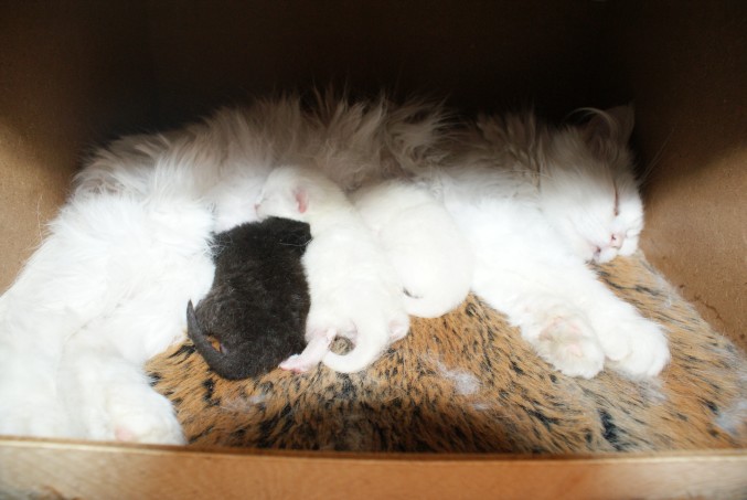 Snowlady met haar kittens