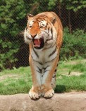 tijger.... waaaaaahhh
