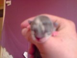 net geboren kitten:$:$:$