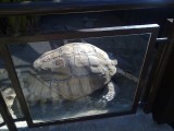 huge Schildpad;