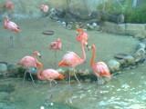 Flamingo's;