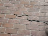 Een slang zomaar op ons voetpad.....
