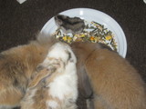 3 konijntjes en mijn hamster mupke