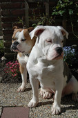 mijn trots,,www.briellebulls.nl