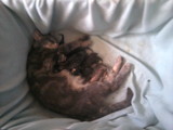 Kitty met haar Kittens nu 1weekje oud(l)