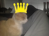 king of the house ;)