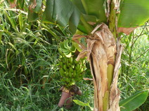 Bananen aan de boom