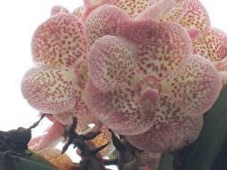 De Orchideeen Hoeve