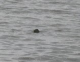 mijn poging tot ik-zet-een-zeehond-op-de-foto :roflol: